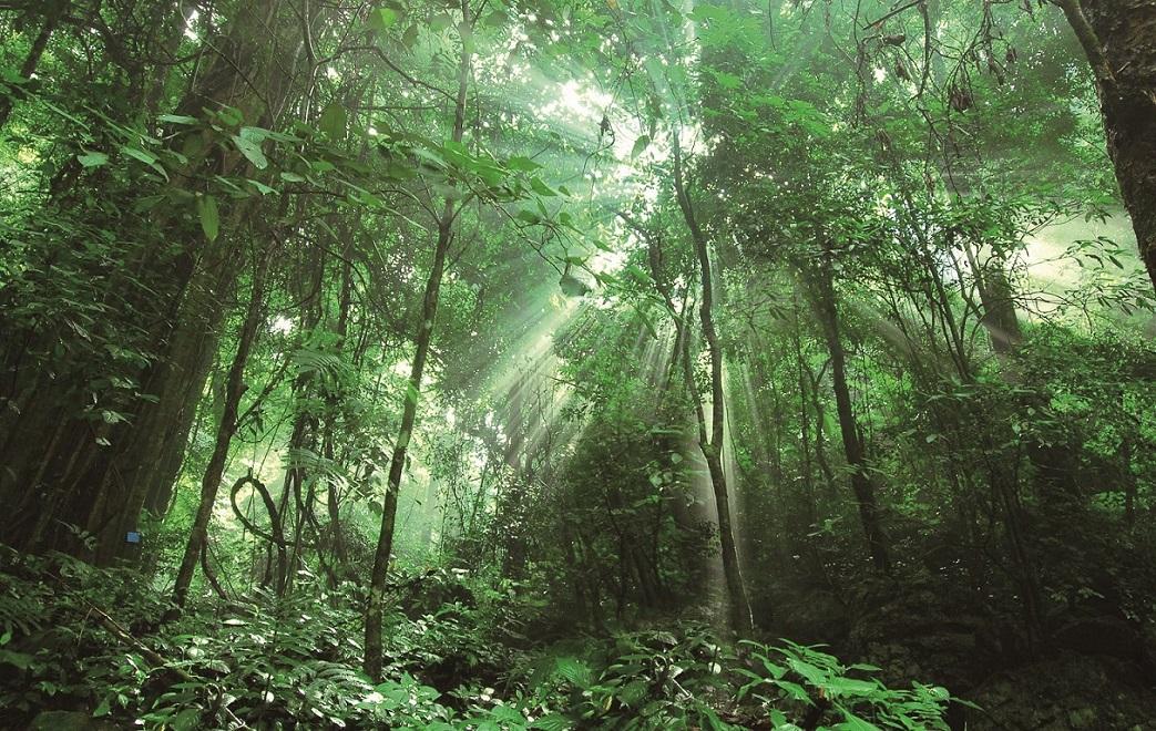森林生态系统——森林生态系统的主要类型、特点和生产力（一）
